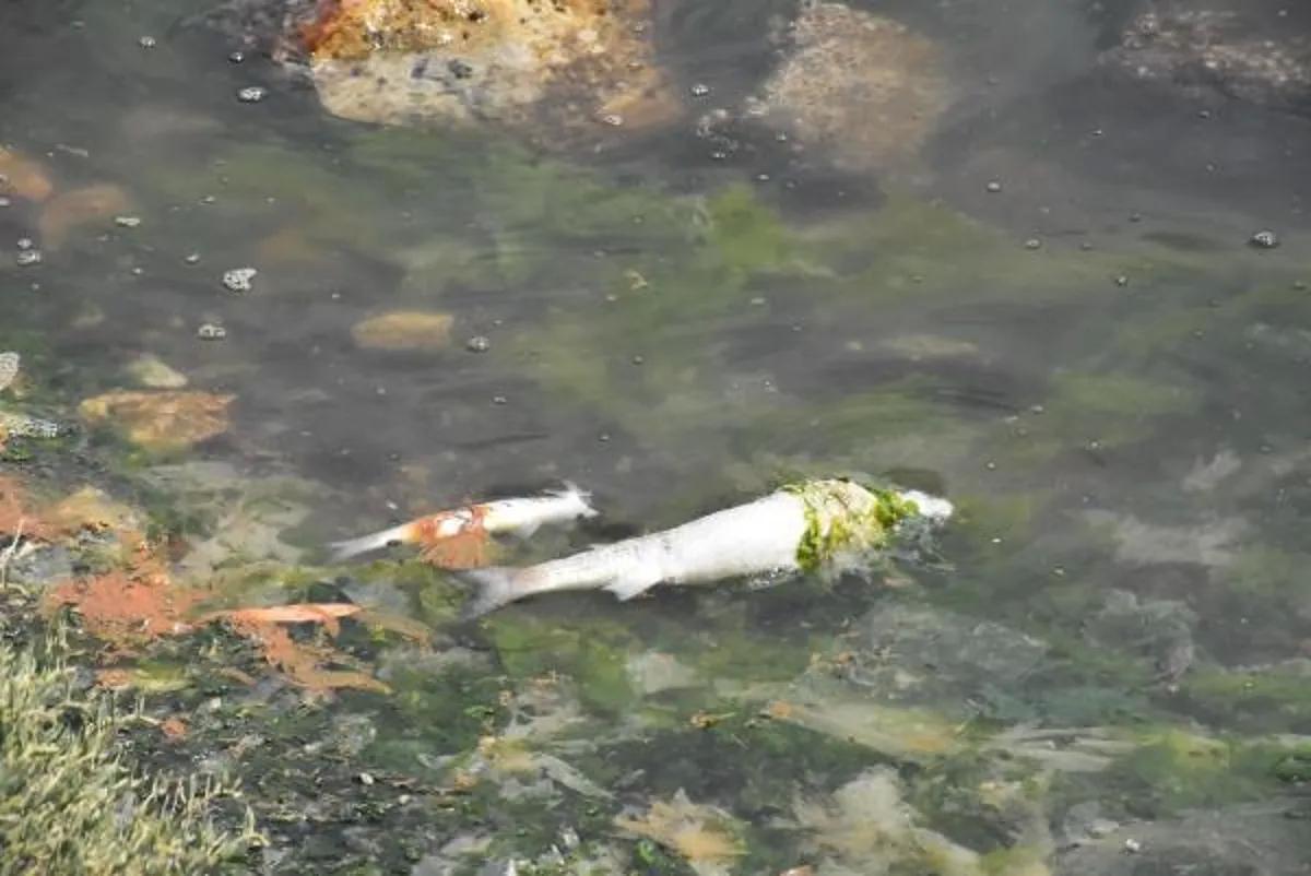 Çakalburnu Lagünü’nde oksijen tükendi, balıklar öldü