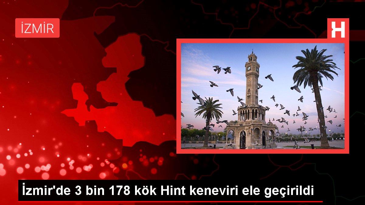 İzmir’de 3 bin 178 kök Hint keneviri ele geçirildi