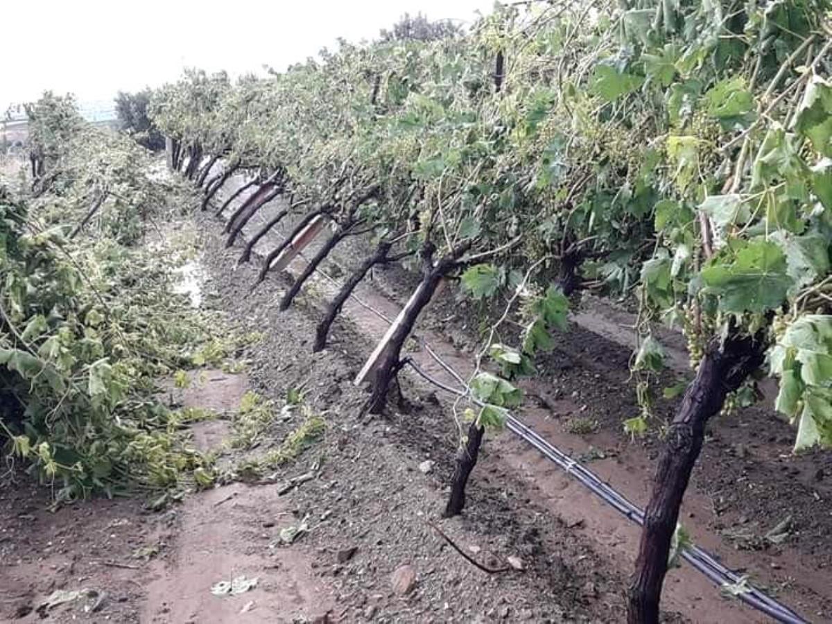 Manisa’da şiddetli dolu yağışı bağlarda zarara yol açtı