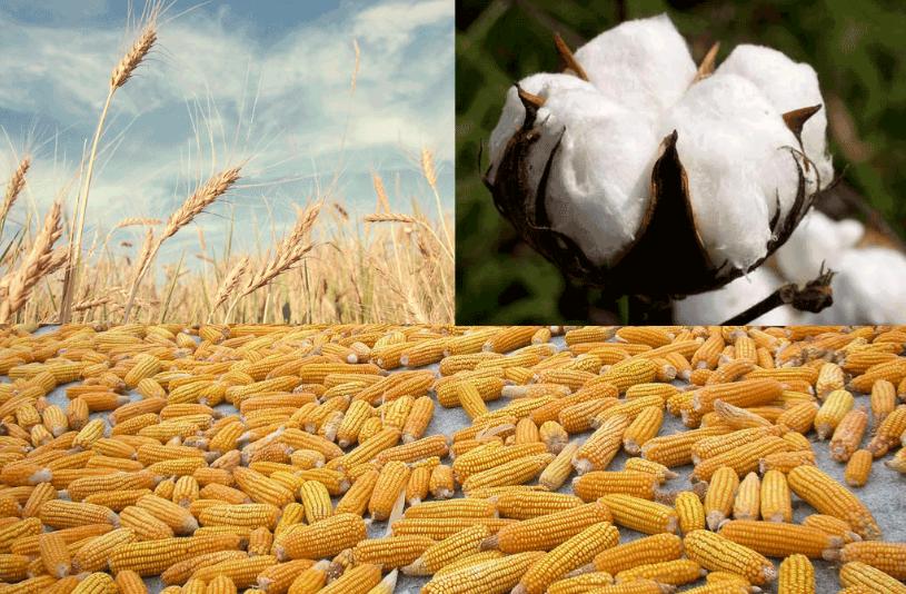 Integral Yatırım’dan pamuk, mısır ve buğday fiyatı öngörüleri…