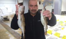 Ordu’da kıyıdan 4 saat uzaklıkta avlanan dev mezgitler pazarı hareketlendirdi