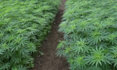 Samsun’da yetiştirilen kenevirlerden tohum ve elyaf üretimi başladı