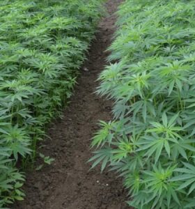 Samsun’da yetiştirilen kenevirlerden tohum ve elyaf üretimi başladı