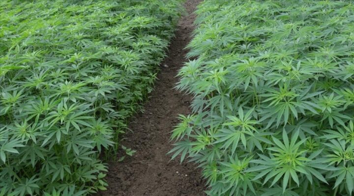 Samsun’da yetiştirilen kenevirlerden tohum ve elyaf üretimi başladı